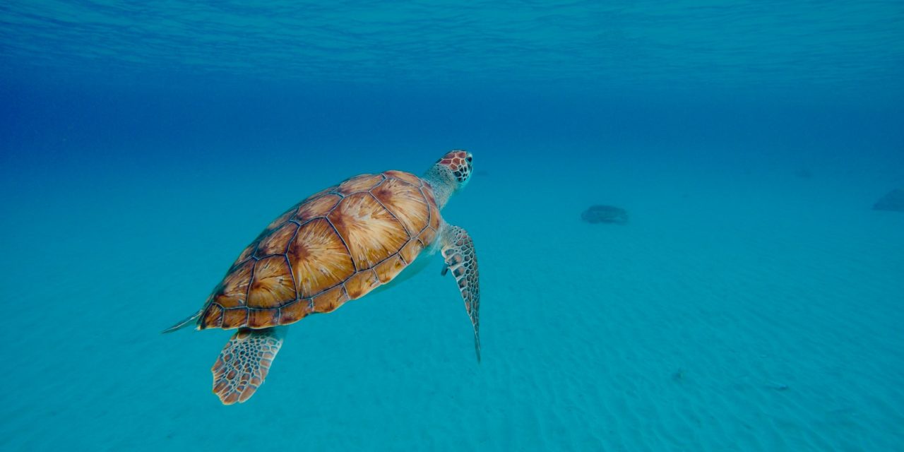 Water activities in Curaçao