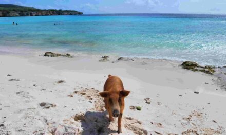 Playa Piskadó