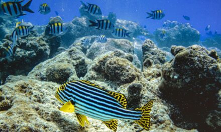 Snorkeling in Curaçao: Best places to see turtles and corals